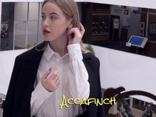 Accafinch